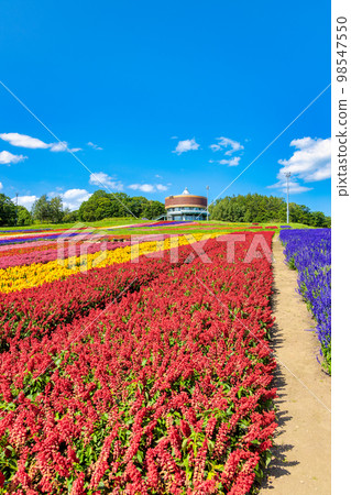 Flower Garden Hana Tento (Abashiri Hana September) 98547550