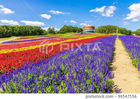 Flower Garden Hana Tento(網走花九月) Flower Garden Hana Tento(網走花九月) 98547556