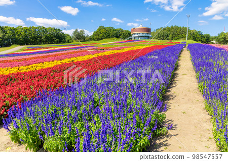 Flower Garden Hana Tento(網走花九月) Flower Garden Hana Tento(網走花九月) 98547557