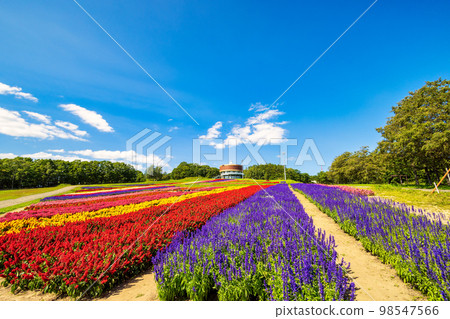 Flower Garden Hana Tento（網走花九月） 98547566