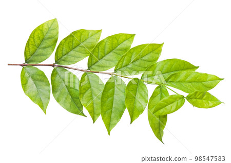 Close-up fresh green leaves group, isolated on white background Close-up fresh green leaves group, isolated on white background 98547583