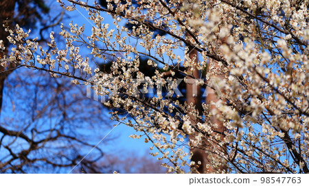 井之頭自然文化公園是粉紅梅花和晴朗天氣的綠洲 98547763