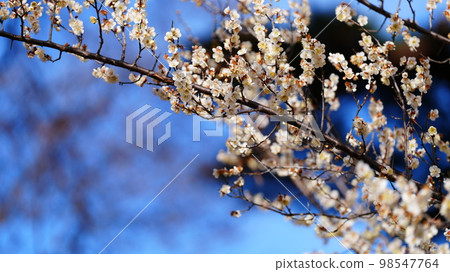 在井之頭自然文化公園,您可以享受清爽透明的梅花和晴朗的天氣。 在井之頭自然文化公園,您可以享受清爽透明的梅花和晴朗的天氣。 98547764