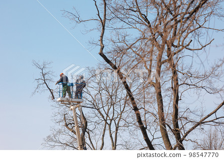 tree care, street workers sawing branches on tall trees in park. municipal services tree care, street workers sawing branches on tall trees in park. municipal services 98547770
