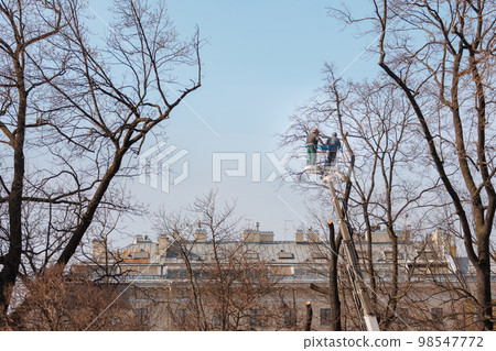 tree care, street workers sawing branches on tall trees in park. municipal services tree care, street workers sawing branches on tall trees in park. municipal services 98547772