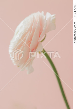 delicate buttercup flower on pink background. gift card, bouquet for international women's day delicate buttercup flower on pink background. gift card, bouquet for international women's day 98547789