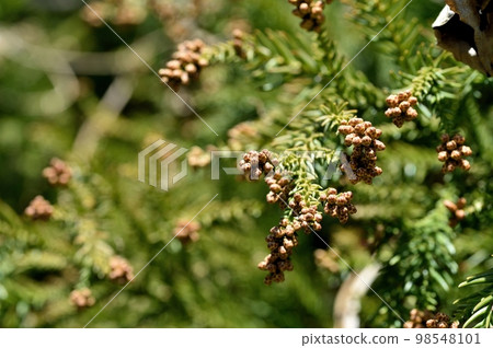 Japanese cedar male flower bud 98548101