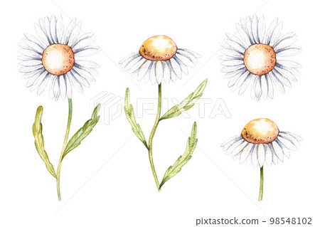 Watercolor set of chamomile flowers on a white background 98548102