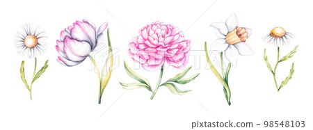 Watercolor set of spring flowers. Narcissus, tulip, peony, daisy 98548103