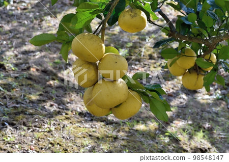 酸pommelo 酸pommelo 98548147