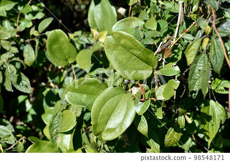 Satsuma Sankirai leaves Satsuma Sankirai leaves 98548171