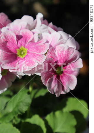 Pink petals of Primula obconica Pink petals of Primula obconica 98548172