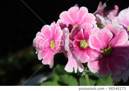 Pink petals of Primula obconica Pink petals of Primula obconica 98548173