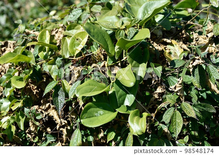 Satsuma Sankirai leaves Satsuma Sankirai leaves 98548174