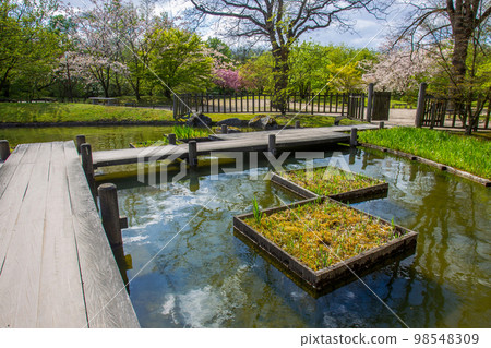 Zigzag wooden bridge in Japnese garden in Hasselt Zigzag wooden bridge in Japnese garden in Hasselt 98548309