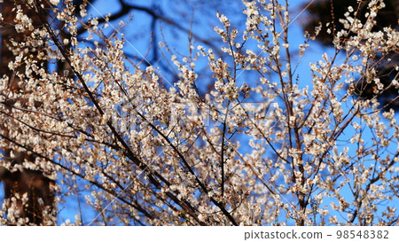 Inokashira Park's plum blossoms, early spring 2023 in sunny weather Inokashira Park's plum blossoms, early spring 2023 in sunny weather 98548382