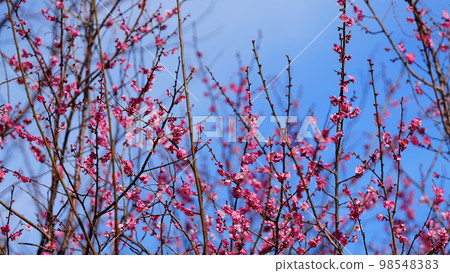 Inokashira Nature and Culture Park, where the plum blossoms are beginning to bloom, is sunny and clear with a refreshing feeling. Inokashira Nature and Culture Park, where the plum blossoms are beginning to bloom, is sunny and clear with a refreshing feeling. 98548383