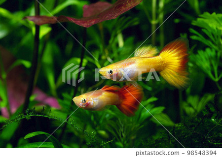Guppy Michaelif Blonde Guppy Aquarium 98548394