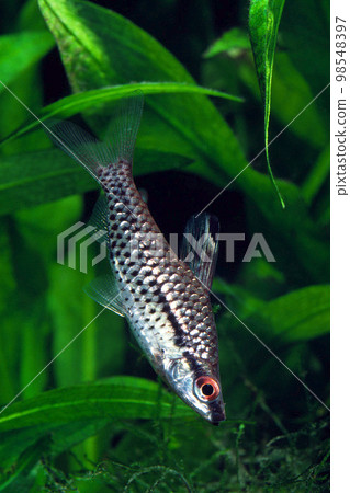 Kilodus headstander aquarium Kilodus headstander aquarium 98548397