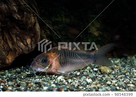 Corydoras Corydoras zigertus 鯰魚朋友 98548399
