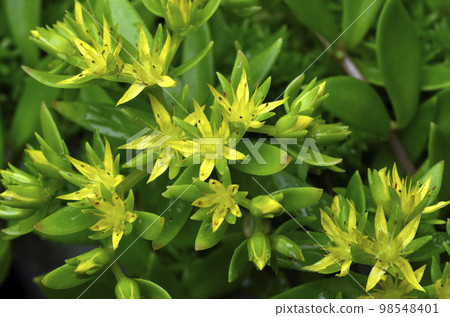 Flower of Tsurumanengusa Flower of Tsurumanengusa 98548401