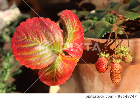 Potted strawberries Potted strawberries 98548747