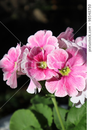 報春花的粉紅色花瓣 報春花的粉紅色花瓣 98548750