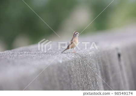 White fish White fish 98549174