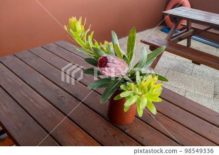 Young flowers bloom on a bench in a pot. Young flowers bloom on a bench in a pot. 98549336