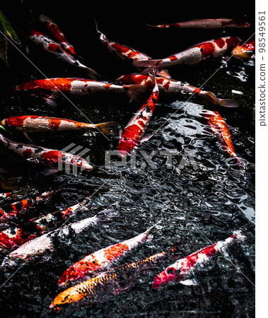 彩色鯉魚 彩色鯉魚 98549561