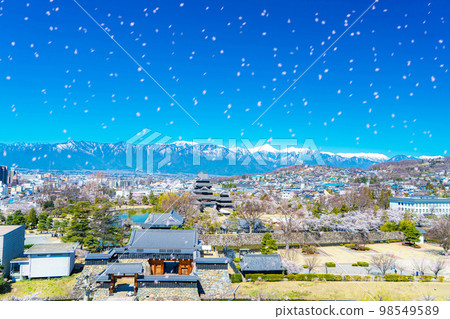 [櫻花暴風雪圖像]櫻花飄落的松本城[長野縣] 98549589