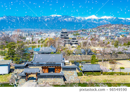 [櫻花暴風雪圖像]櫻花飄落的松本城[長野縣] 98549590