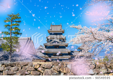 [Sakura blizzard image] Matsumoto Castle with falling cherry blossoms [Nagano Prefecture] 98549595