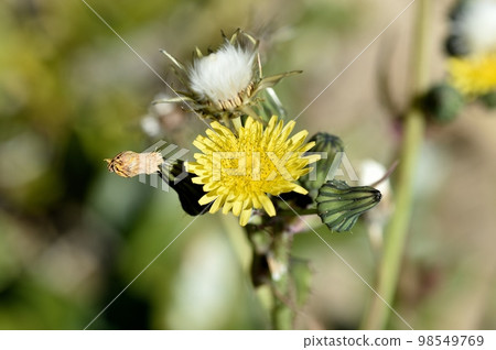 Flower of Oninagi 98549769