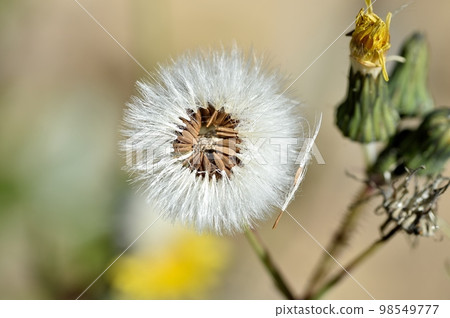 flower seeds 98549777