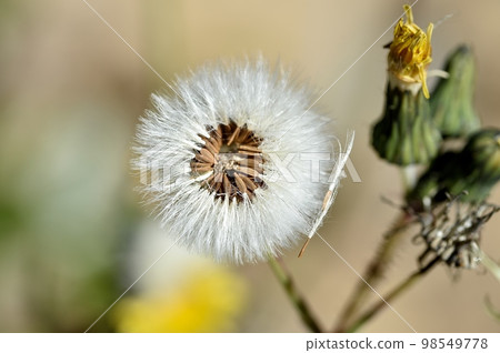 Onion poppy seeds 98549778