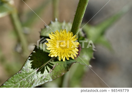 Flower of Oninagi 98549779