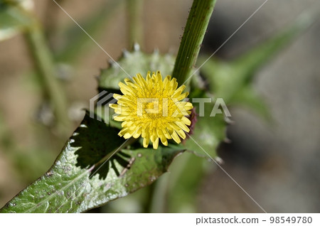 Flower of Oninagi Flower of Oninagi 98549780
