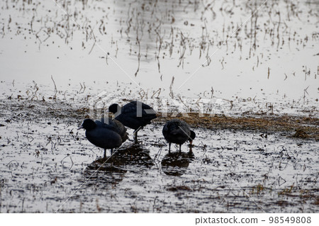 A pond in winter Waterside birds 98549808