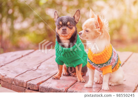 Two chihuahua dogs white in focus and black in defocus. Dogs of small breed in clothes. 98550245