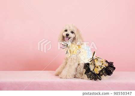 maltipoo sitting and laughing maltipoo sitting and laughing 98550347
