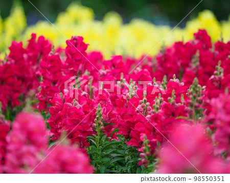 盛開的花朵圖片 盛開的花朵圖片 98550351