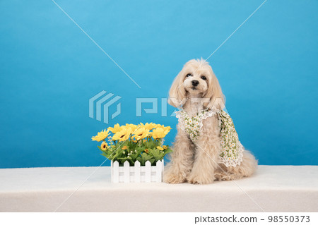 A smiling maltipoo with a blue background and yellow flowers A smiling maltipoo with a blue background and yellow flowers 98550373