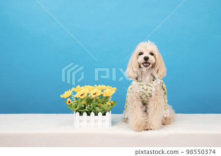 藍色背景和黃色花朵的微笑 maltipoo 98550374