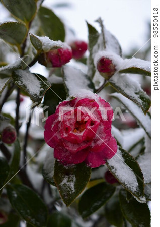 雪和茶梅 雪和茶梅 98550418