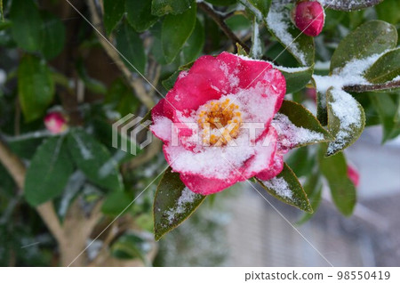 雪和茶梅 雪和茶梅 98550419