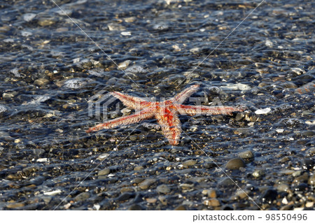 被遺棄的生物多刺貽貝 98550496