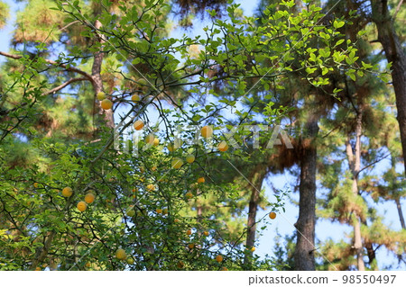 魚的果實 98550497