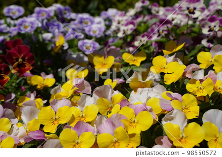 紫羅蘭色，紫色，紫色，花，特寫鏡頭，美麗，春天，公園，庭院，花壇，五顏六色，美麗，或者 98550572