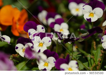 Violet, purple, purple, flower, close-up, beautiful, spring, park, garden, flower bed, colorful, beautiful, or 98550580